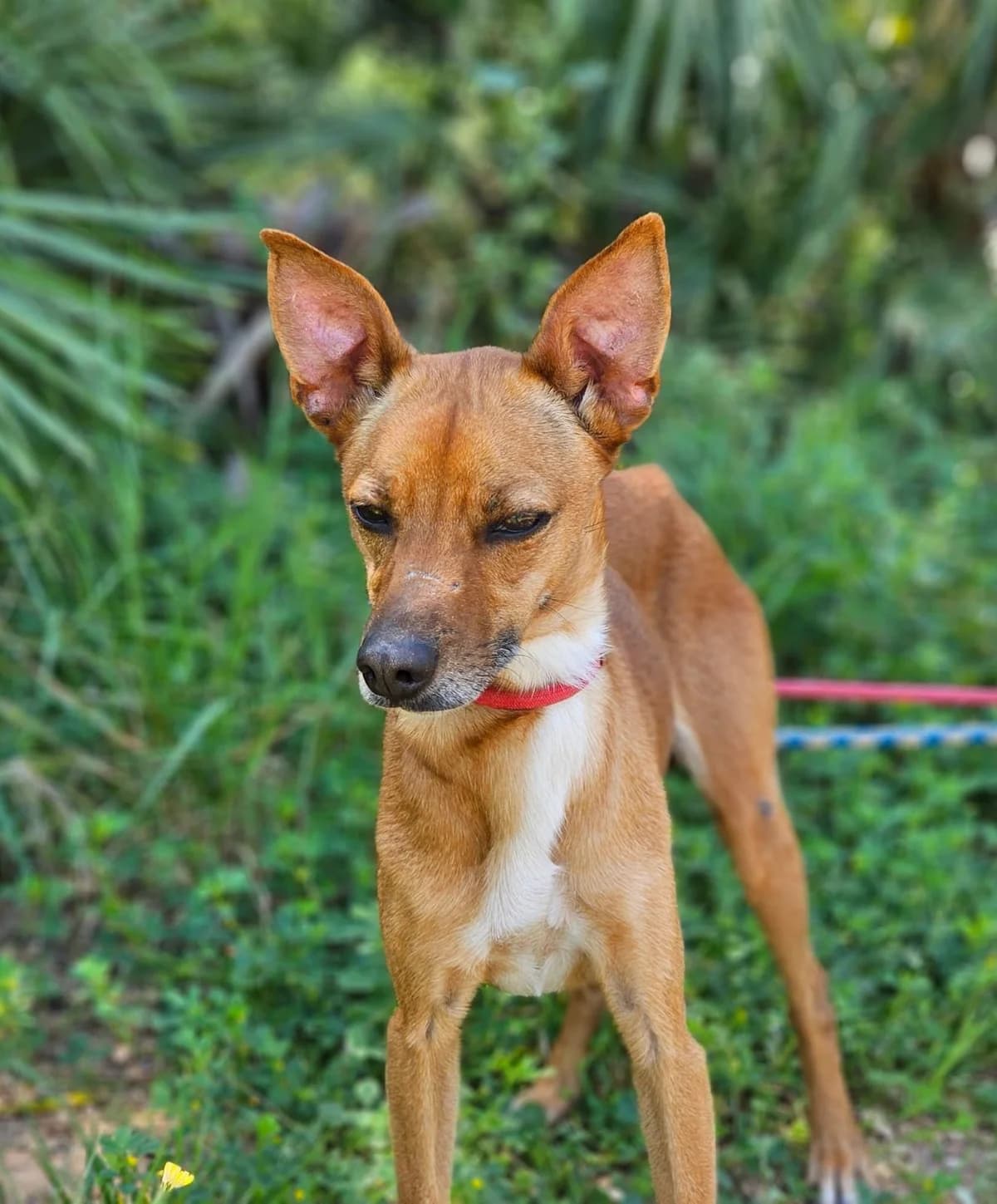 Bambi, female senior Mixed Breed for adoption at Tiere in Spanien e.V., Hamburg