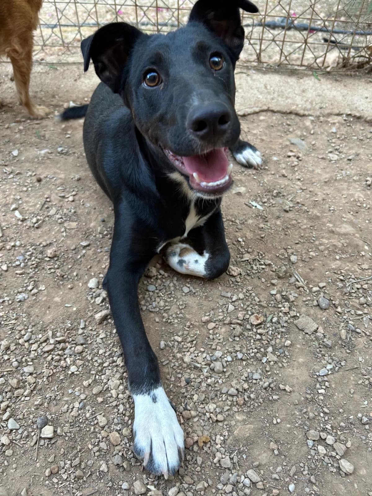 Benji, weiß female senior Mixed Breed for adoption at Tiere in Spanien e.V., Hamburg
