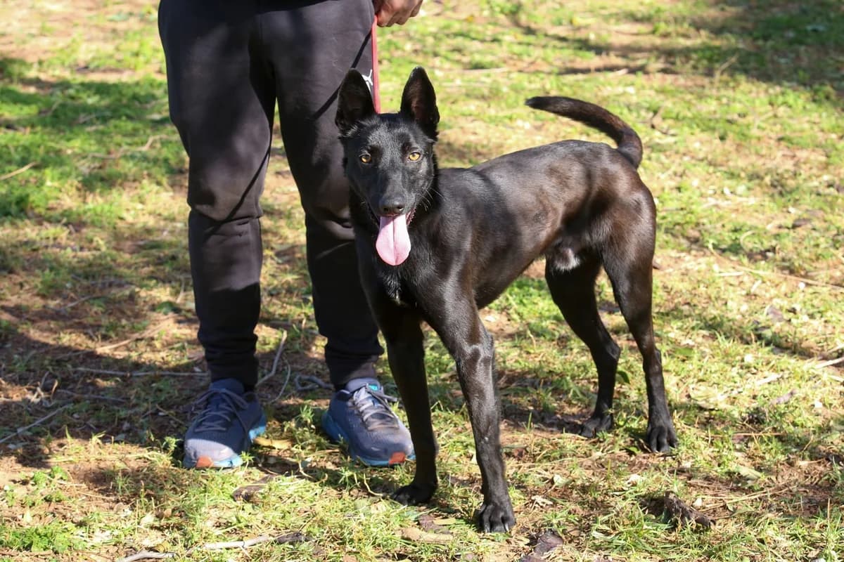 Black, Mixed Breed (Tiere in Spanien e.V.)