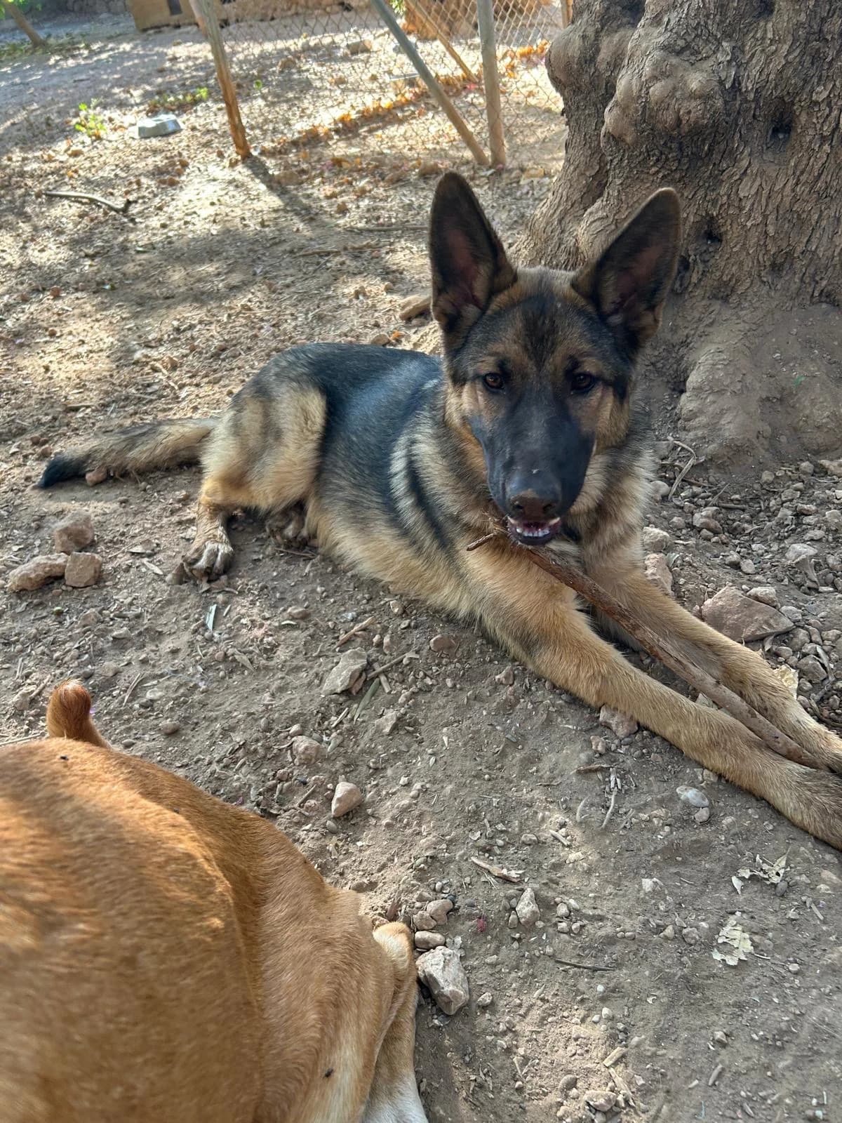 Bonni, female senior Mixed Breed for adoption at Tiere in Spanien e.V., Hamburg