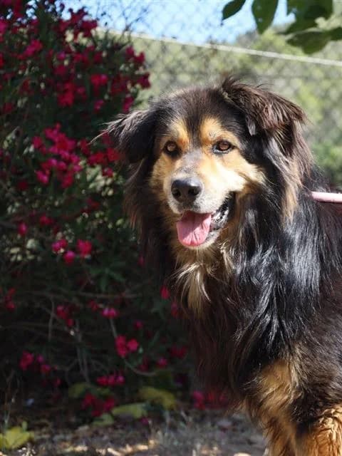 Bulpix, male senior Mixed Breed for adoption at Tiere in Spanien e.V., Hamburg