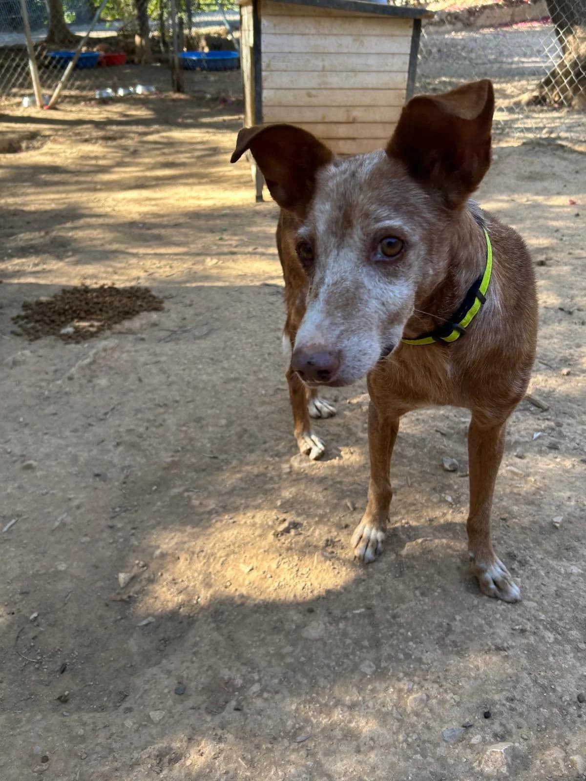Chano, male senior Mixed Breed for adoption at Tiere in Spanien e.V., Hamburg