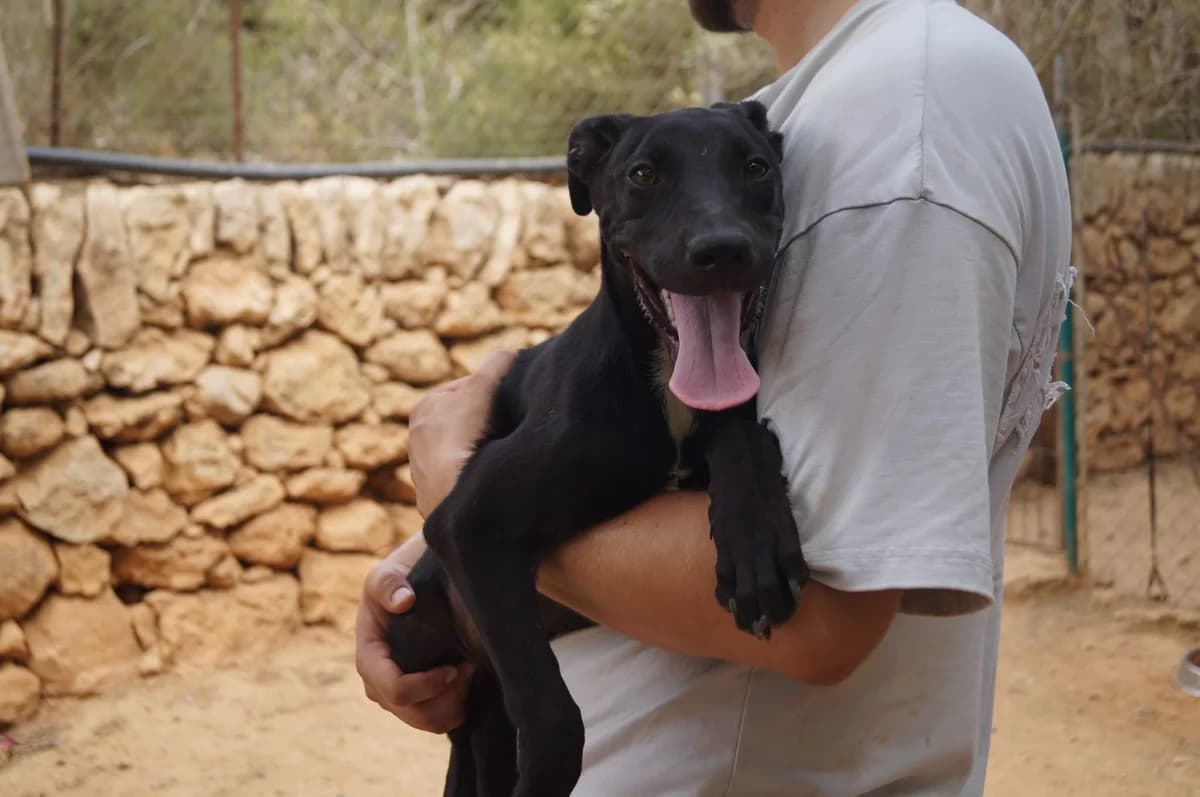 Chupa, female Mixed Breed for adoption at Tiere in Spanien e.V., Hamburg