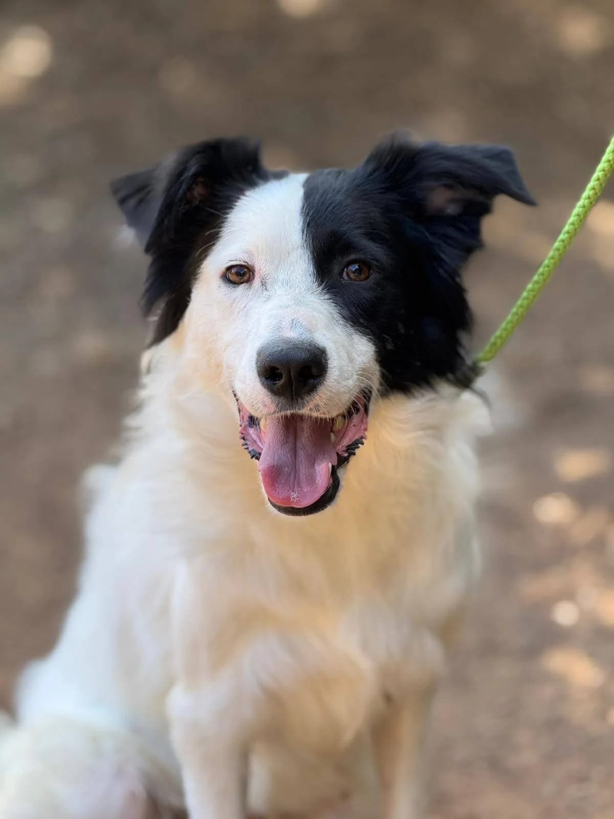 Cloro, male senior Mixed Breed for adoption at Tiere in Spanien e.V., Hamburg