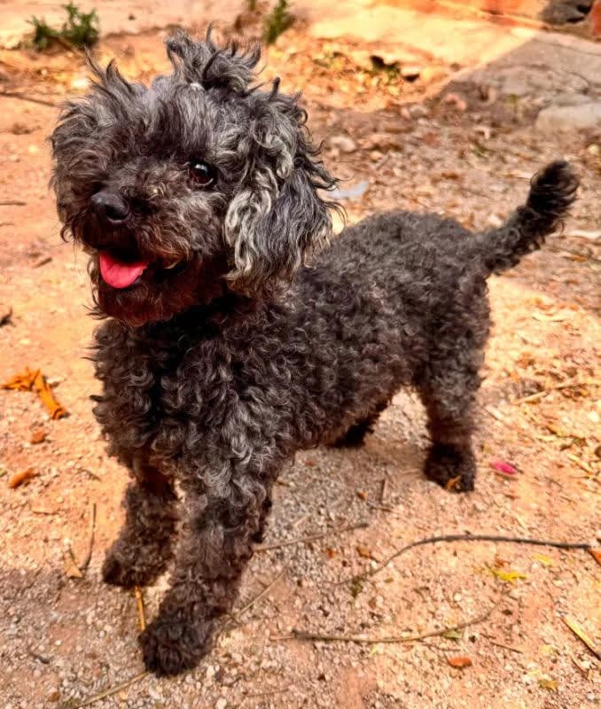 Clotilde, female senior Mixed Breed for adoption at Tiere in Spanien e.V., Hamburg