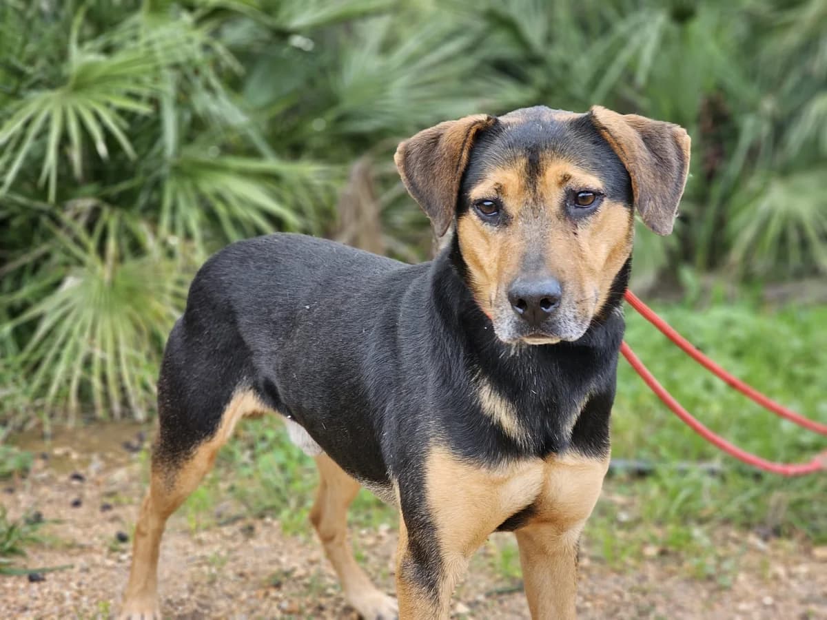 Cody, male senior Mixed Breed for adoption at Tiere in Spanien e.V., Hamburg