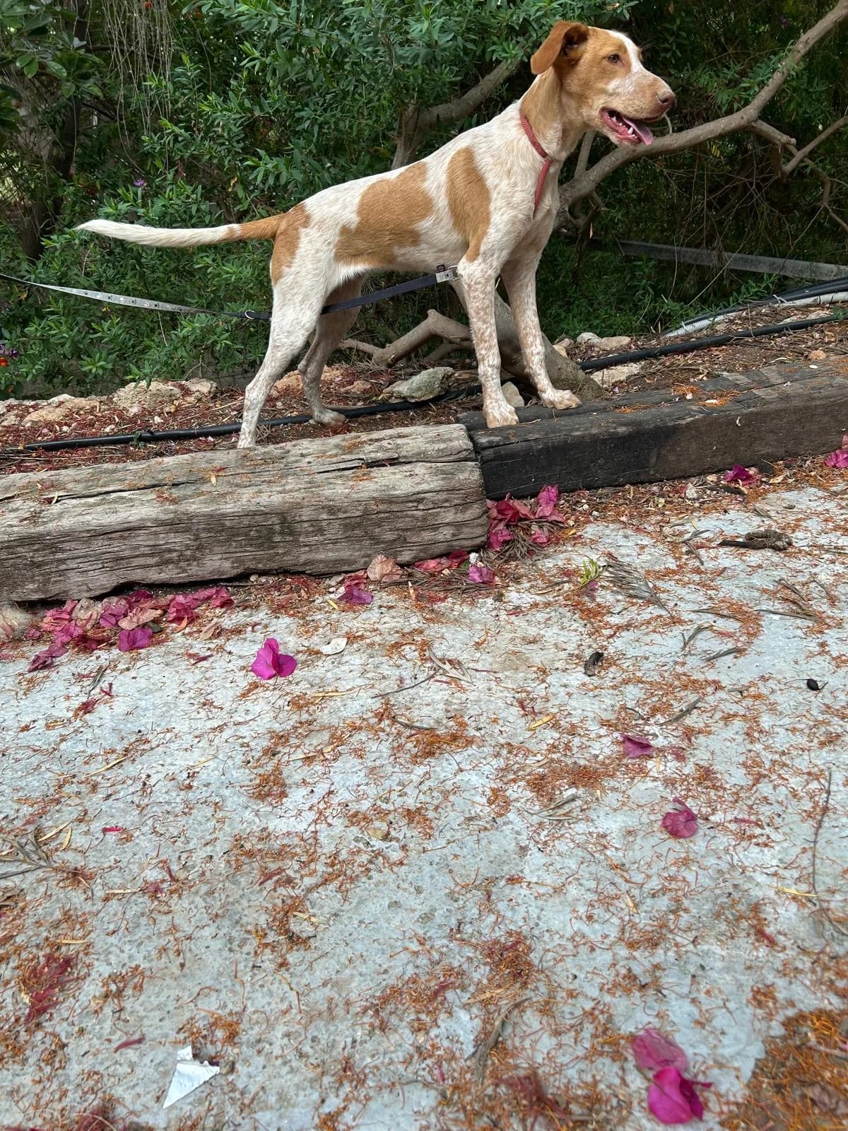 Daisy, Mixed Breed (Tiere in Spanien e.V.)
