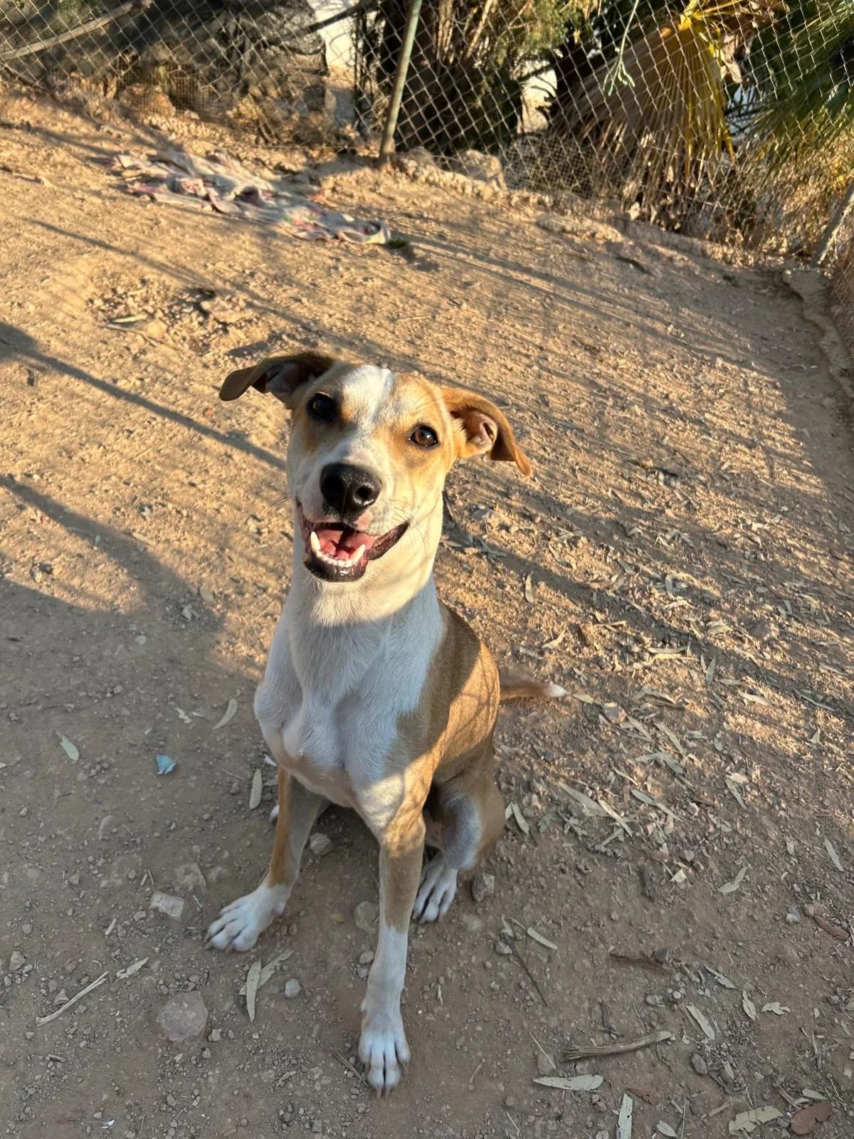 Dobby, female senior Mixed Breed for adoption at Tiere in Spanien e.V., Hamburg
