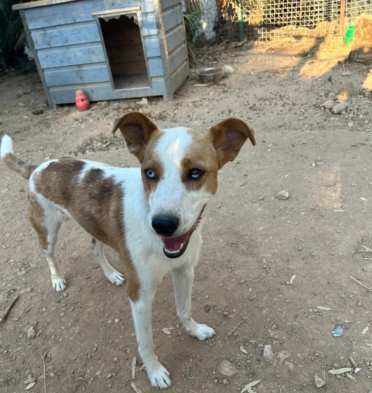 Elvis, female senior Mixed Breed for adoption at Tiere in Spanien e.V., Hamburg