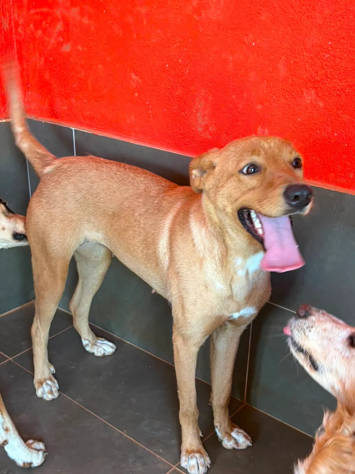 Emely, female senior Mixed Breed for adoption at Tiere in Spanien e.V., Hamburg