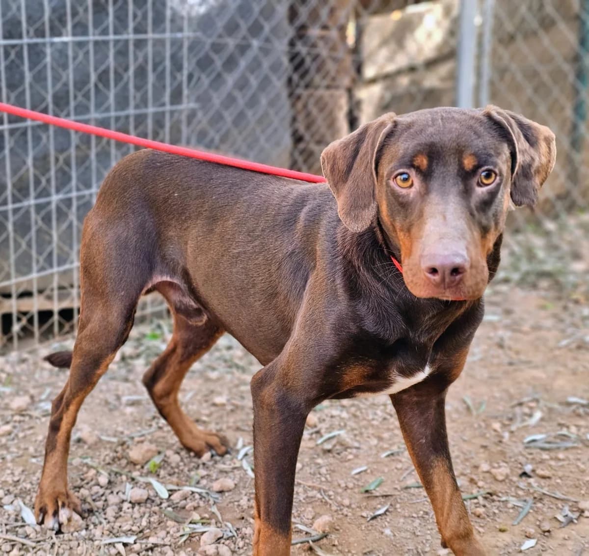 Enzo, Mixed Breed (Tiere in Spanien e.V.)