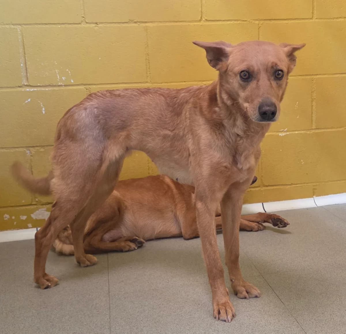 Flaki, female senior Mixed Breed for adoption at Tiere in Spanien e.V., Hamburg