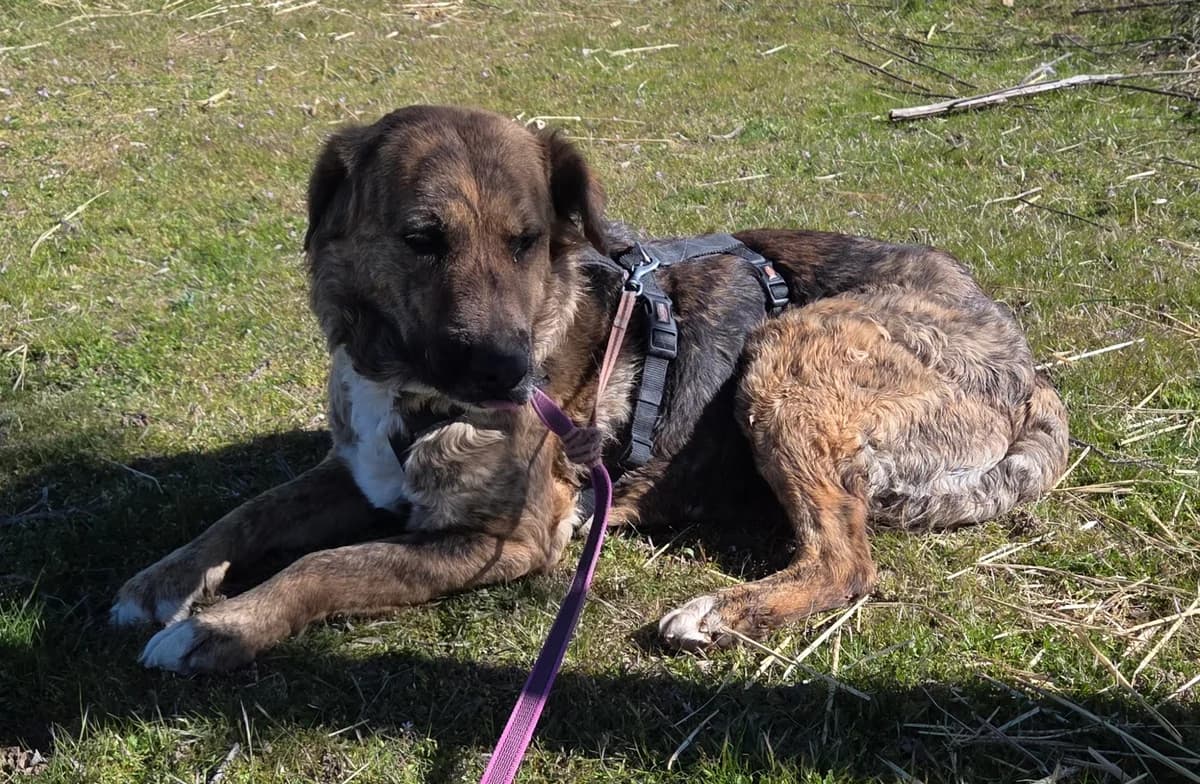 Fortuna, Mixed Breed (Tiere in Spanien e.V.)