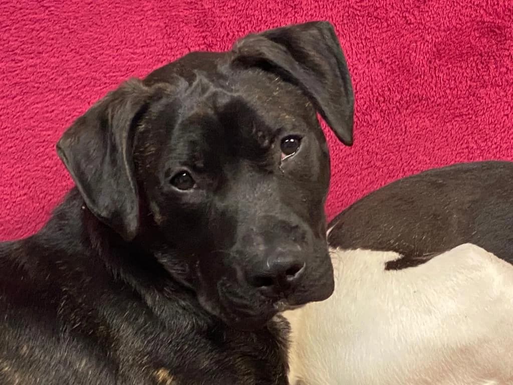 Franky,  senior Mixed Breed for adoption at Tiere in Spanien e.V., Hamburg