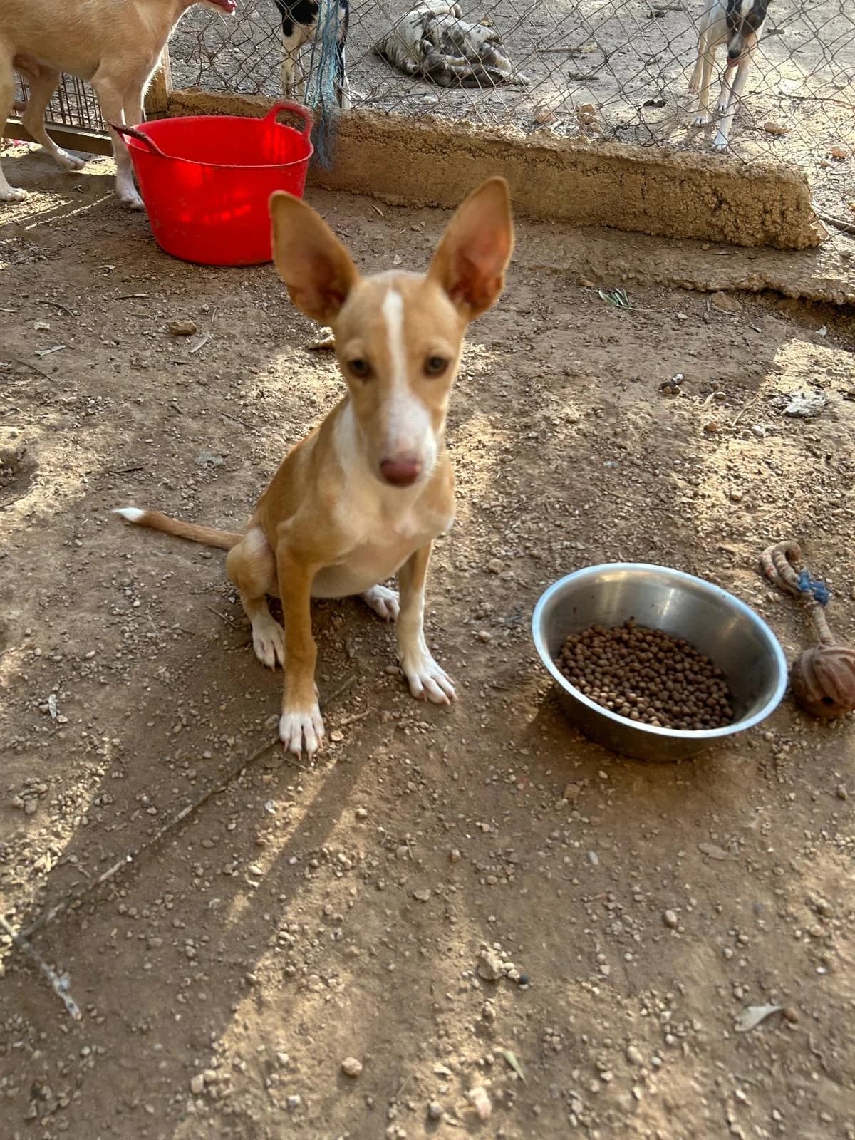 Fritzi, female senior Mixed Breed for adoption at Tiere in Spanien e.V., Hamburg