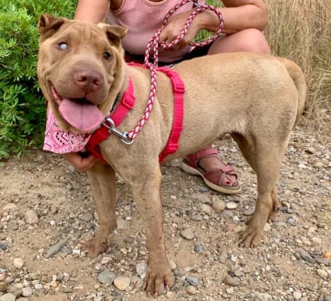 Gala, female senior Mixed Breed for adoption at Tiere in Spanien e.V., Hamburg
