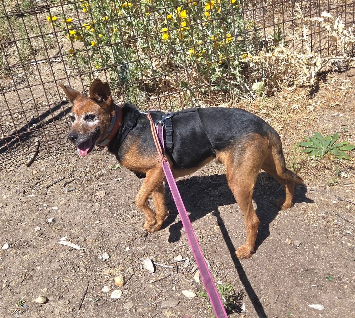 Goji, female senior Mixed Breed for adoption at Tiere in Spanien e.V., Hamburg