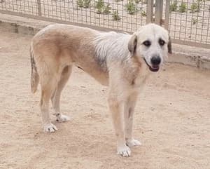 Gominola, female senior Mixed Breed for adoption at Tiere in Spanien e.V., Hamburg