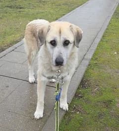 Gominola, female senior Mixed Breed for adoption at Tiere in Spanien e.V., Hamburg