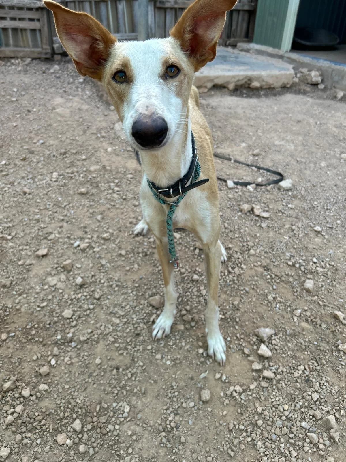 Grace, female senior Mixed Breed for adoption at Tiere in Spanien e.V., Hamburg