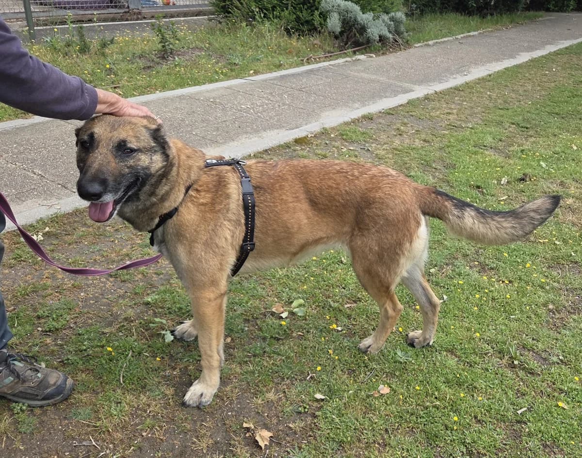 Grecia, female senior Mixed Breed for adoption at Tiere in Spanien e.V., Hamburg
