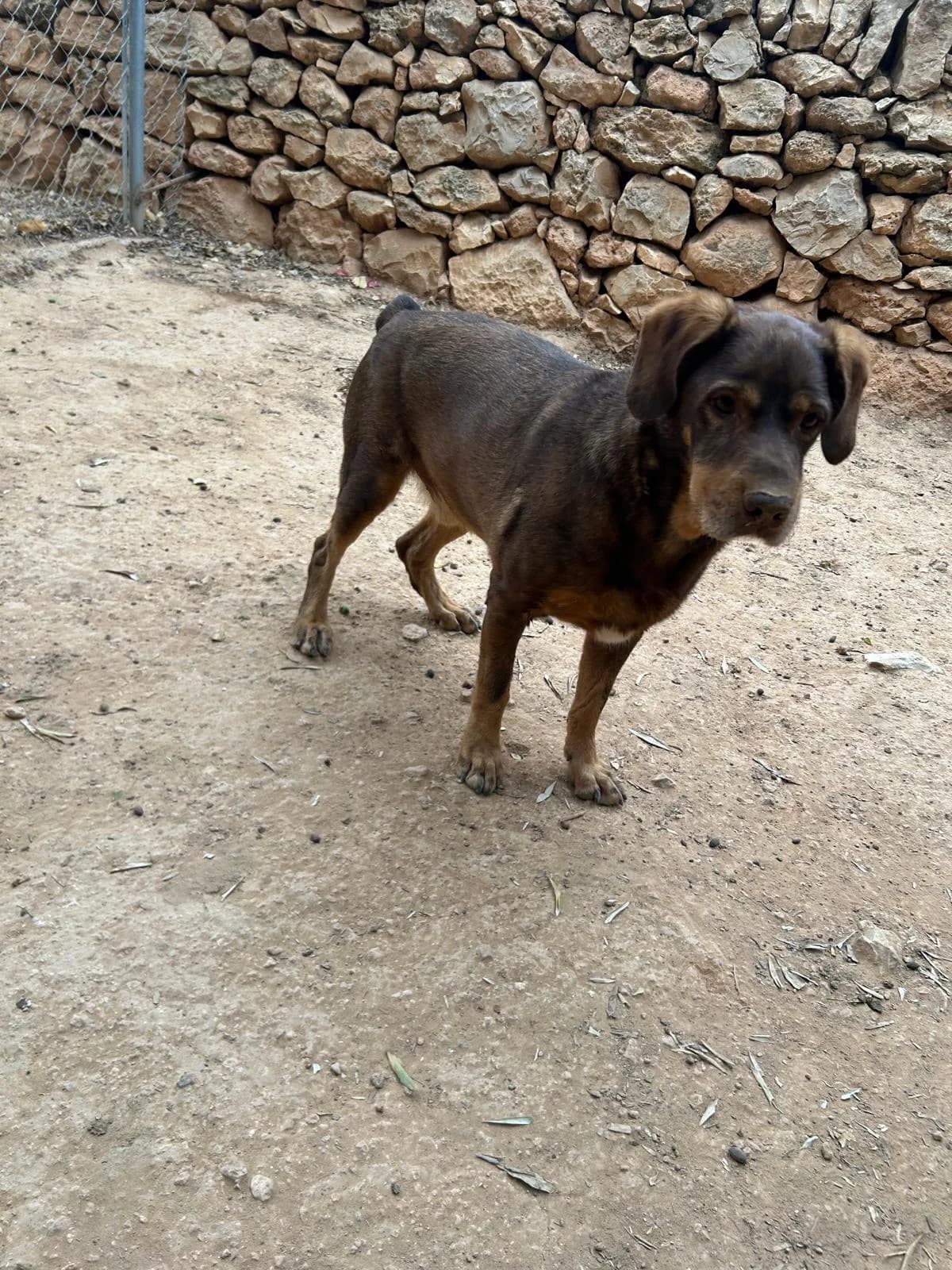 Henry, female senior Mixed Breed for adoption at Tiere in Spanien e.V., Hamburg
