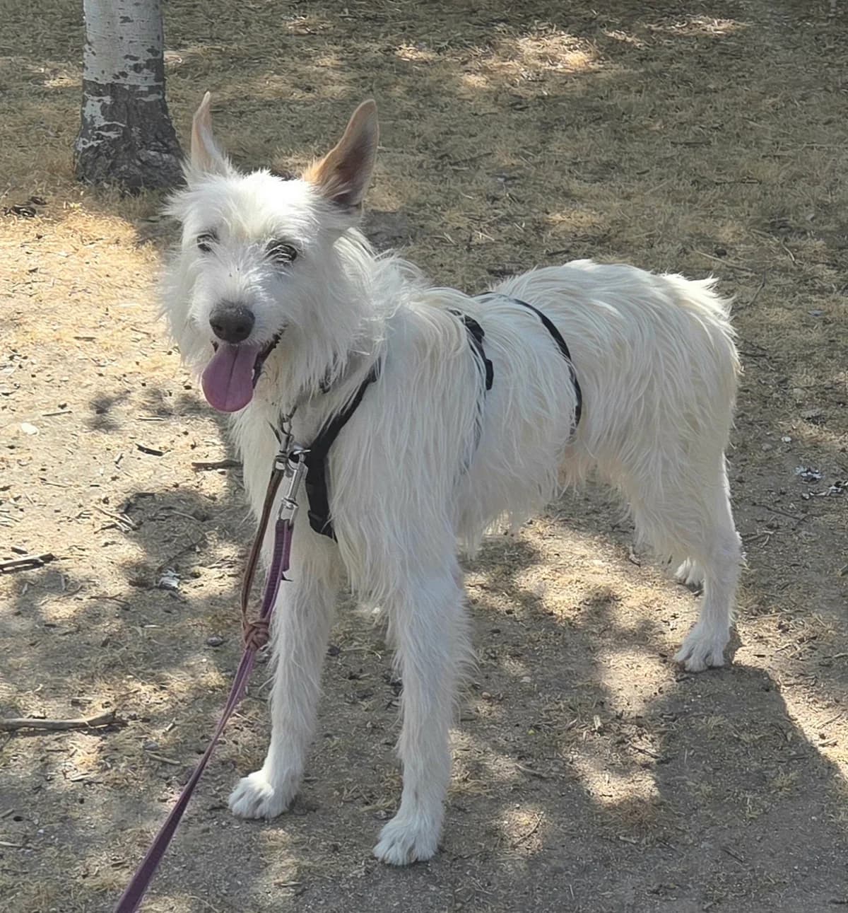 Hiperion, Mixed Breed (Tiere in Spanien e.V.)