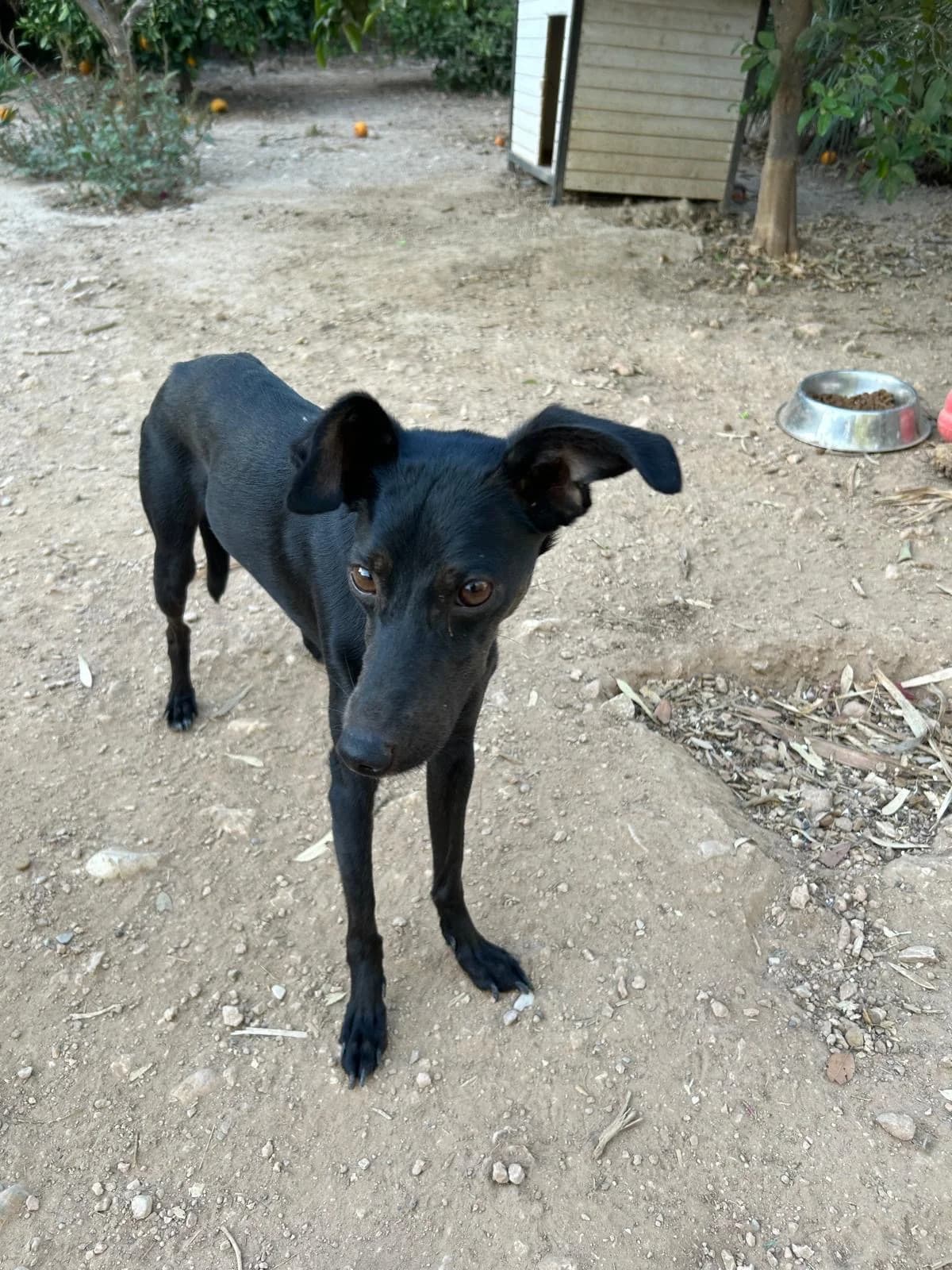 Holly, female senior Mixed Breed for adoption at Tiere in Spanien e.V., Hamburg
