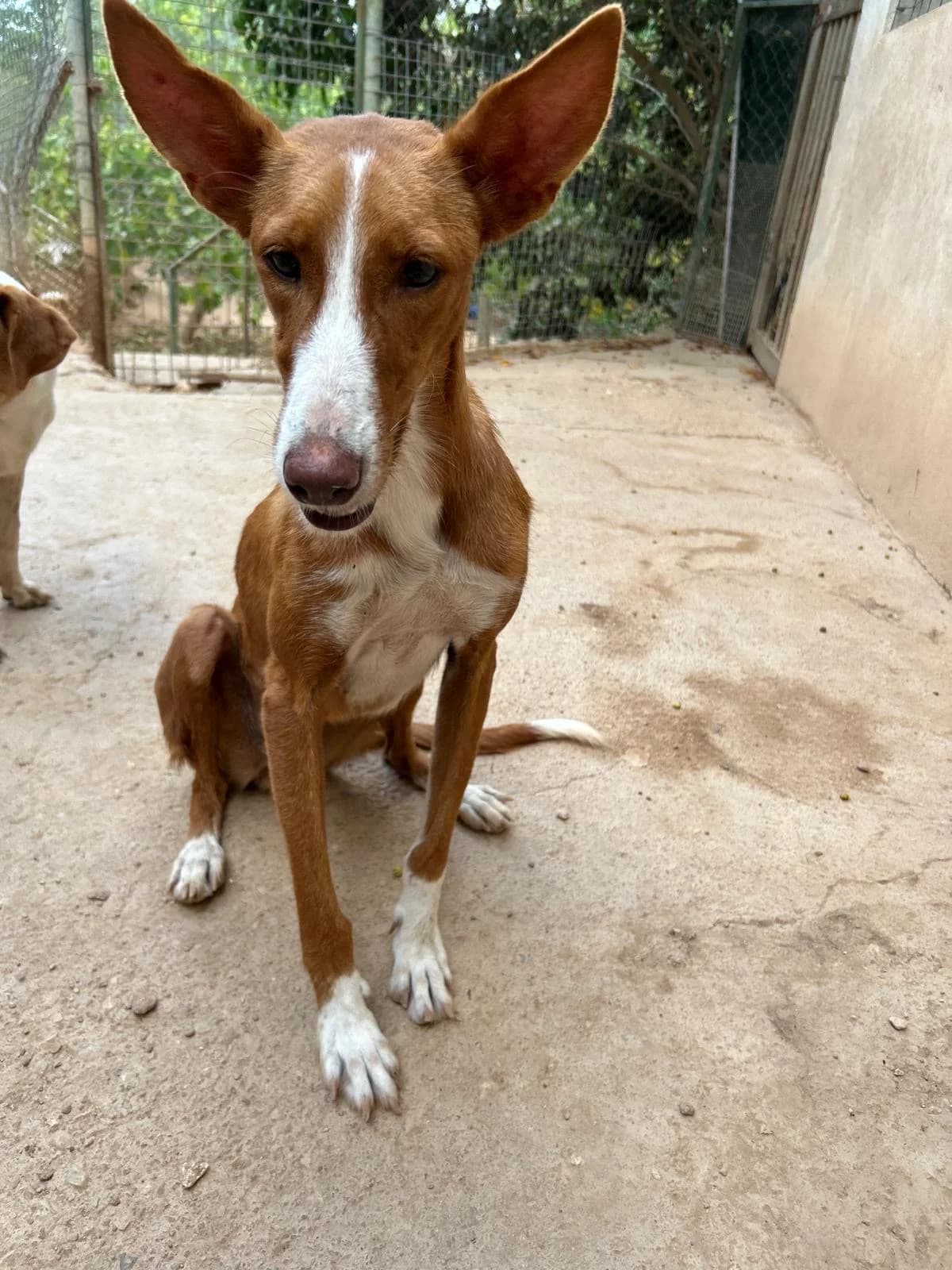 Jade, female senior Mixed Breed for adoption at Tiere in Spanien e.V., Hamburg