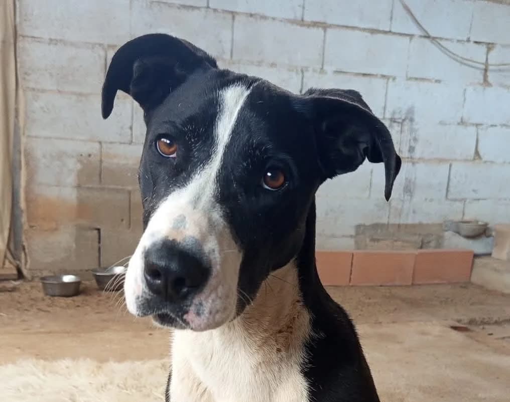 Joli, Mixed Breed (Tiere in Spanien e.V.)