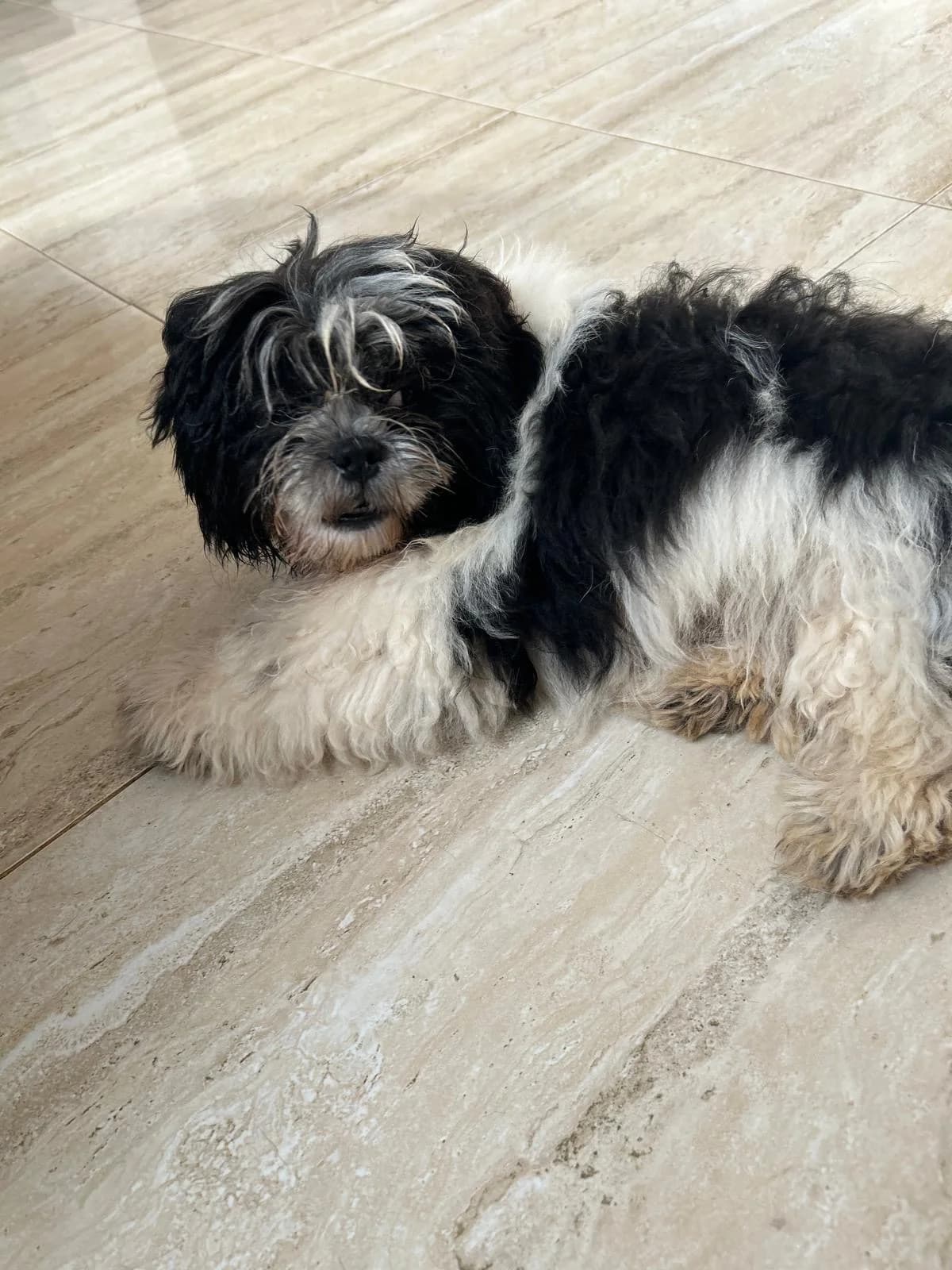 Joschi, female senior Mixed Breed for adoption at Tiere in Spanien e.V., Hamburg