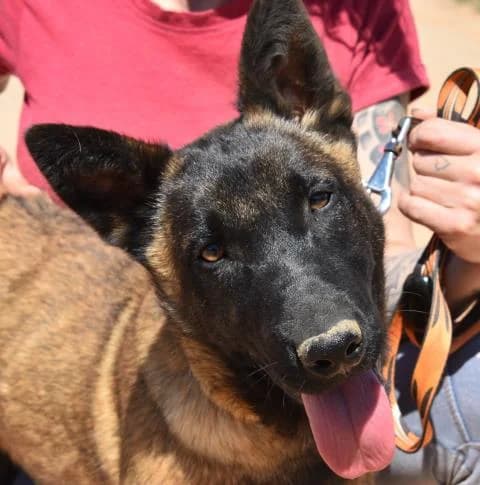Julito, male senior Mixed Breed for adoption at Tiere in Spanien e.V., Hamburg