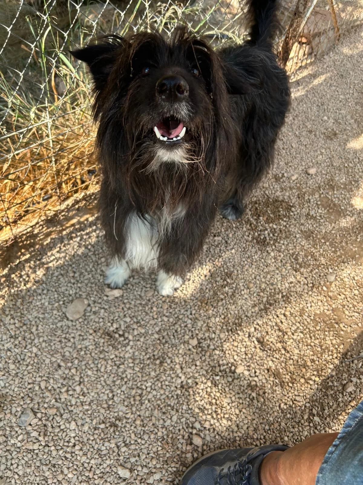 July, female senior Mixed Breed for adoption at Tiere in Spanien e.V., Hamburg
