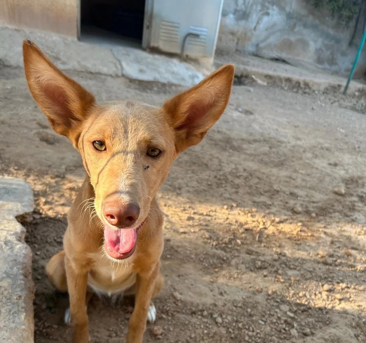 Katie, female senior Mixed Breed for adoption at Tiere in Spanien e.V., Hamburg