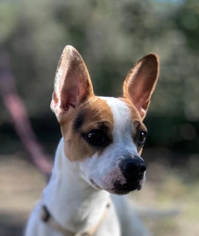 Kiomi, female senior Mixed Breed for adoption at Tiere in Spanien e.V., Hamburg