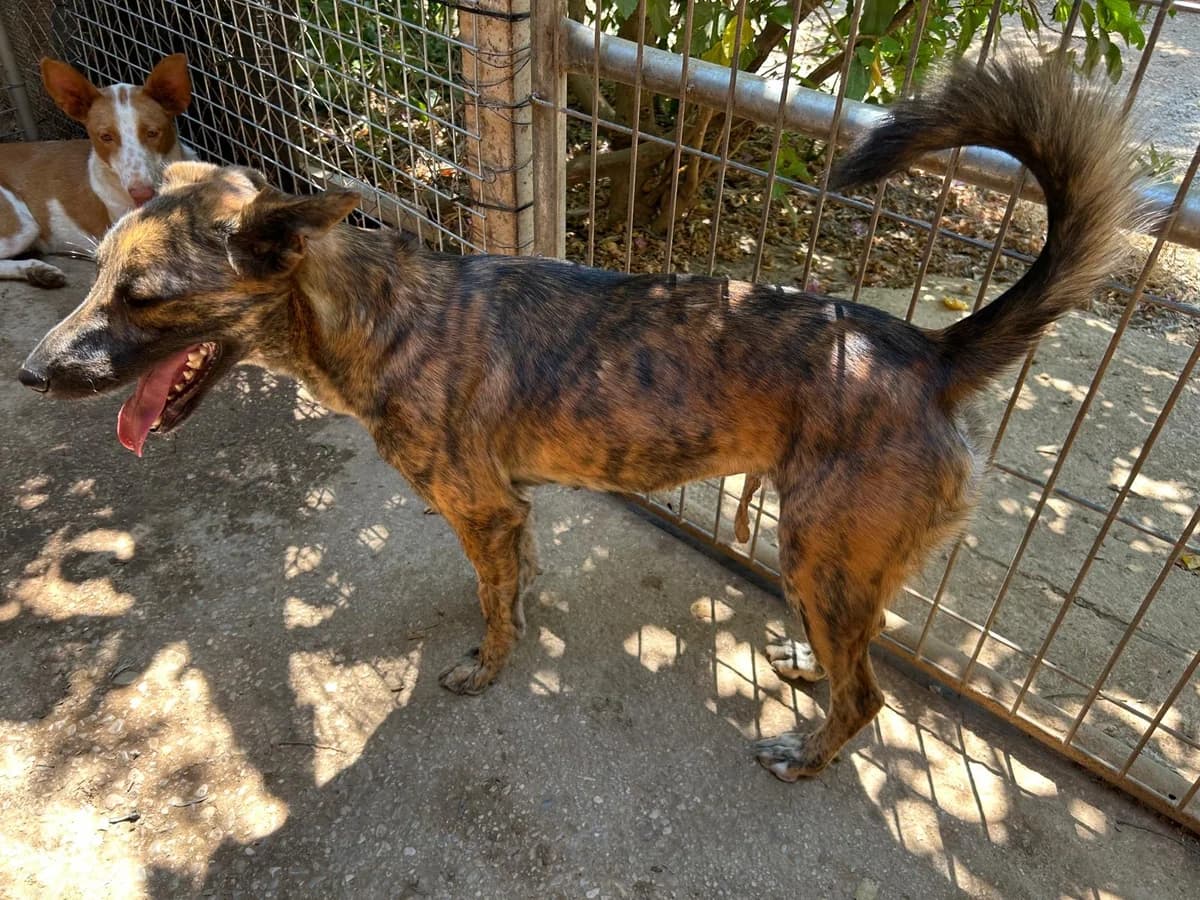 Lexi, female senior Mixed Breed for adoption at Tiere in Spanien e.V., Hamburg