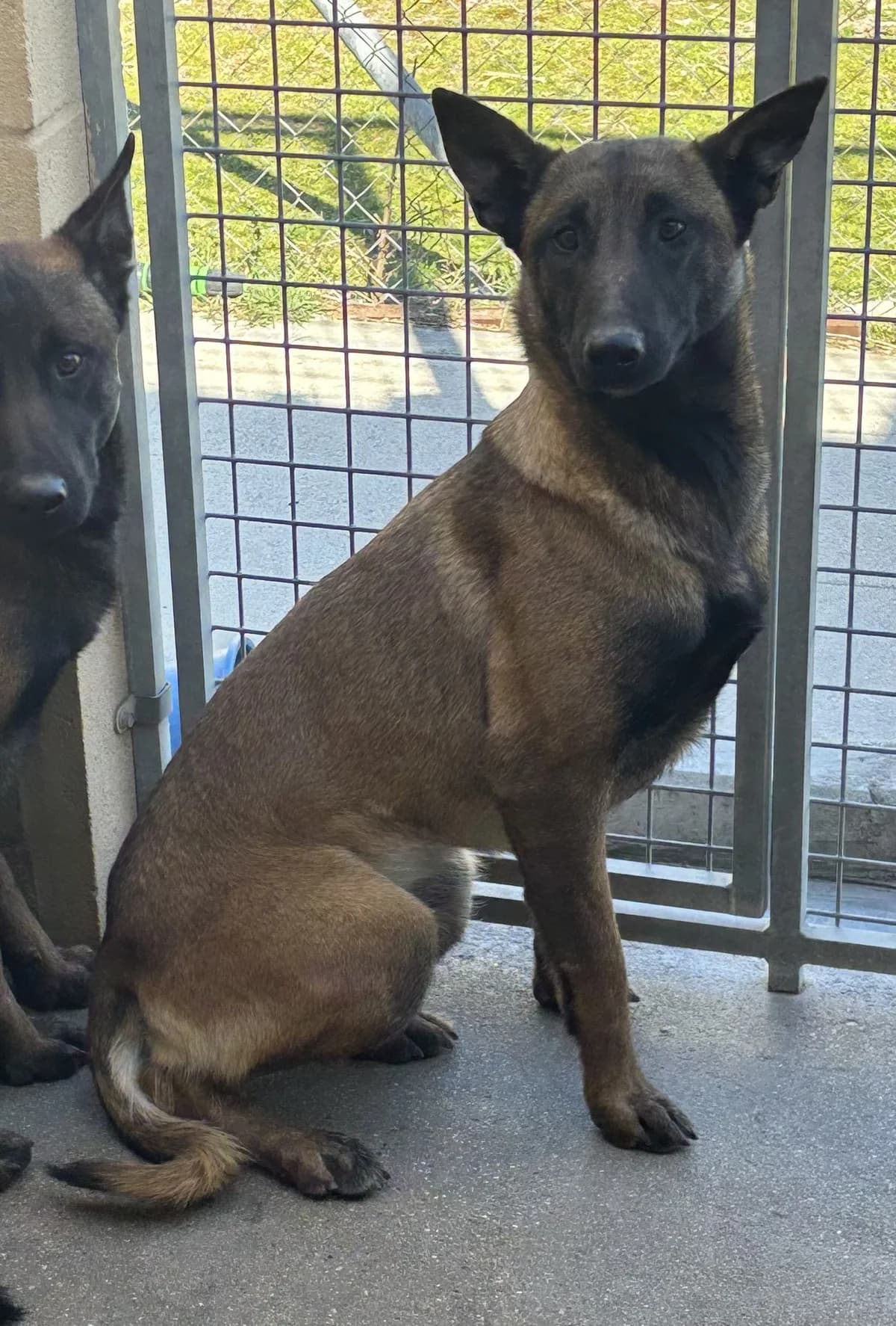 Lia, merle female senior Mixed Breed for adoption at Tiere in Spanien e.V., Hamburg