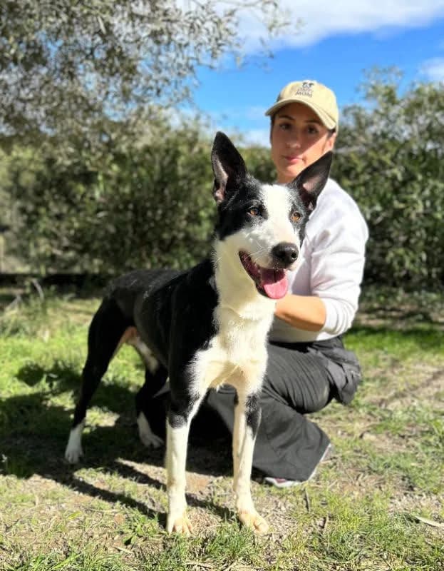 Liam, female senior Mixed Breed for adoption at Tiere in Spanien e.V., Hamburg