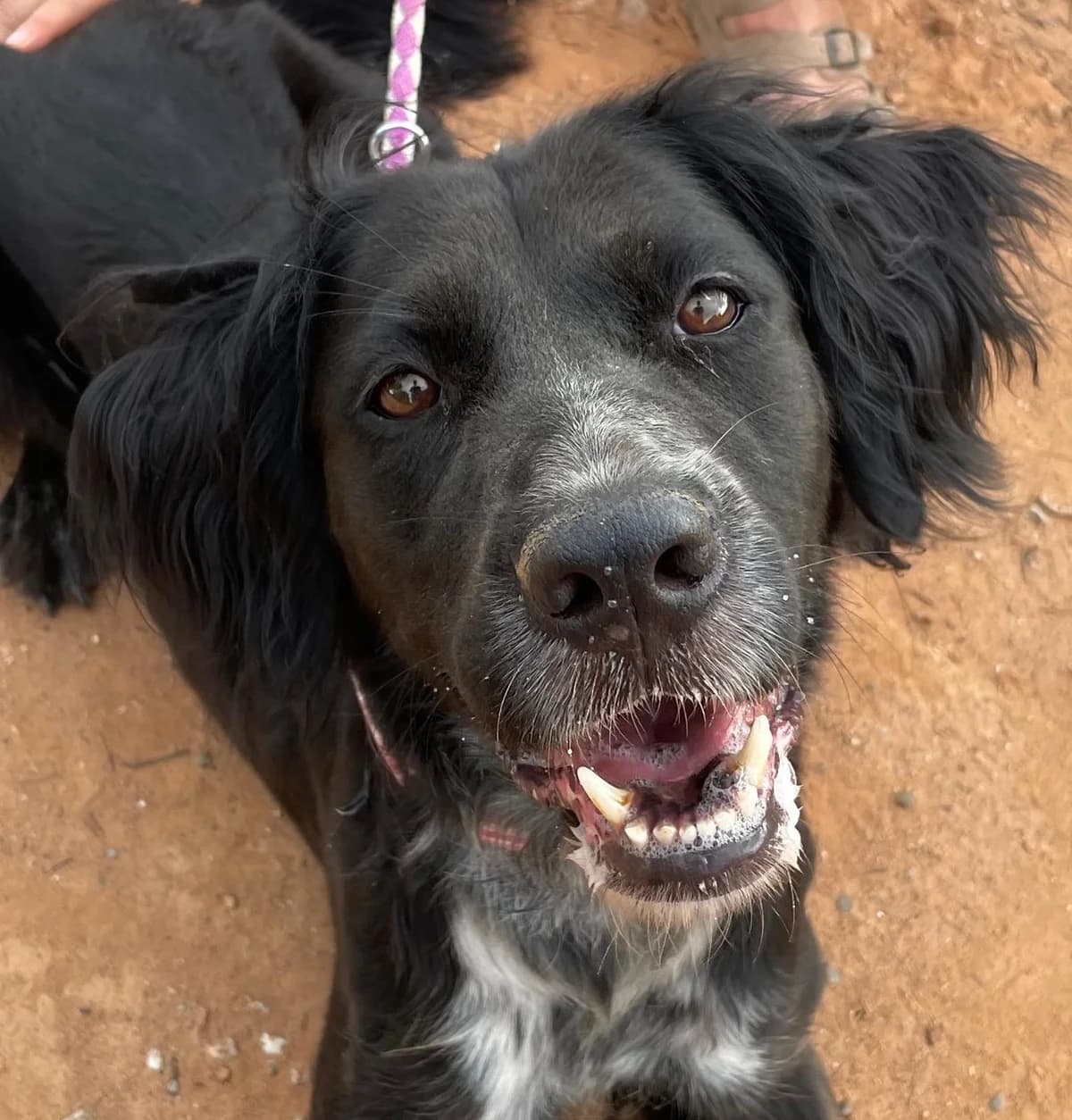 Lillith, female senior Mixed Breed for adoption at Tiere in Spanien e.V., Hamburg