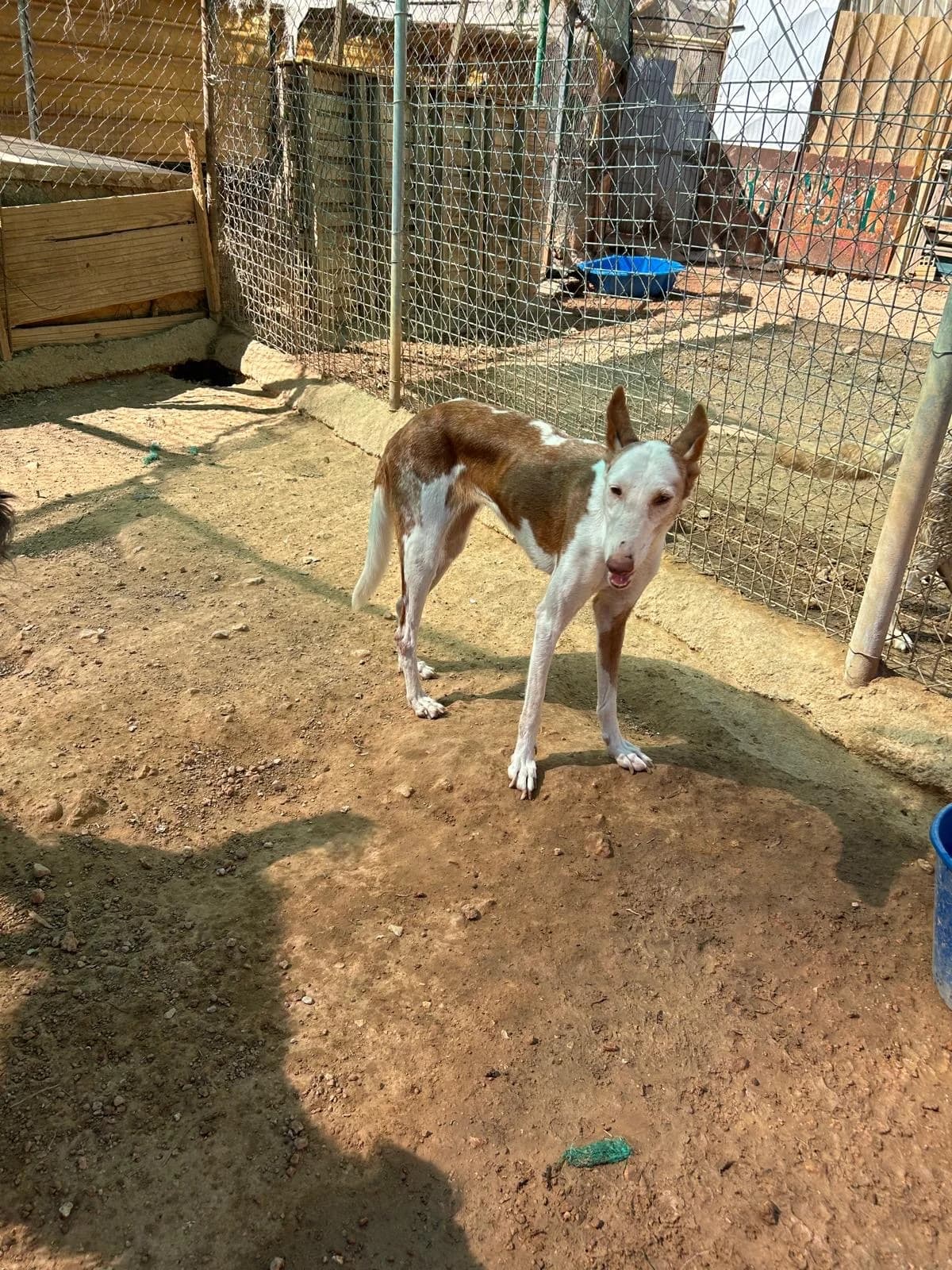 Lilo, female Mixed Breed for adoption at Tiere in Spanien e.V., Hamburg