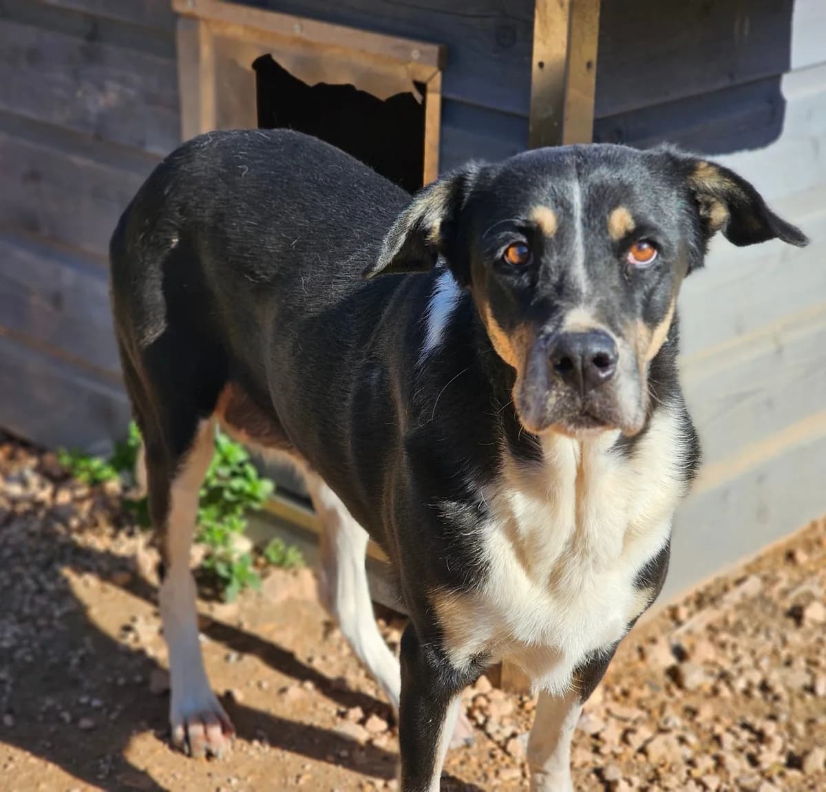 Lina, Mixed Breed (Tiere in Spanien e.V.)