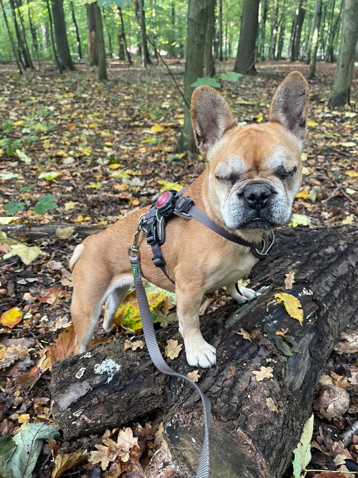 Lita, female senior Mixed Breed for adoption at Tiere in Spanien e.V., Hamburg