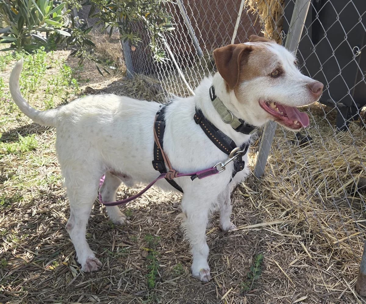 Loren, Mixed Breed (Tiere in Spanien e.V.)