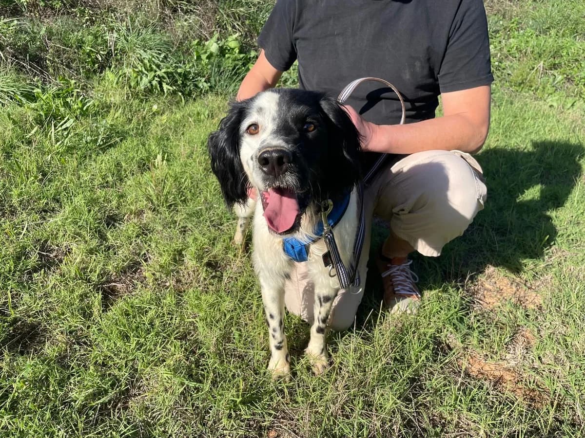 Lucky, male senior Mixed Breed for adoption at Tiere in Spanien e.V., Hamburg