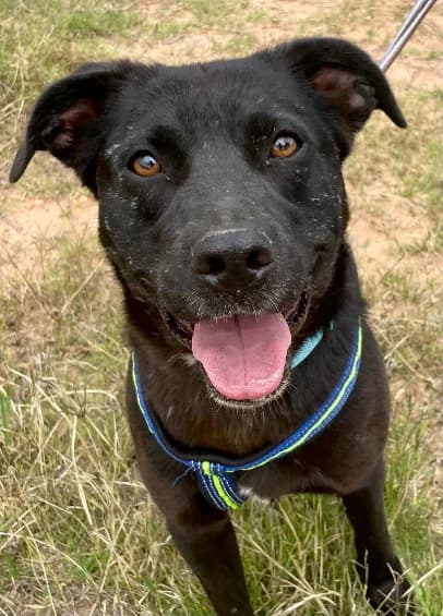 Marc, male senior Mixed Breed for adoption at Tiere in Spanien e.V., Hamburg