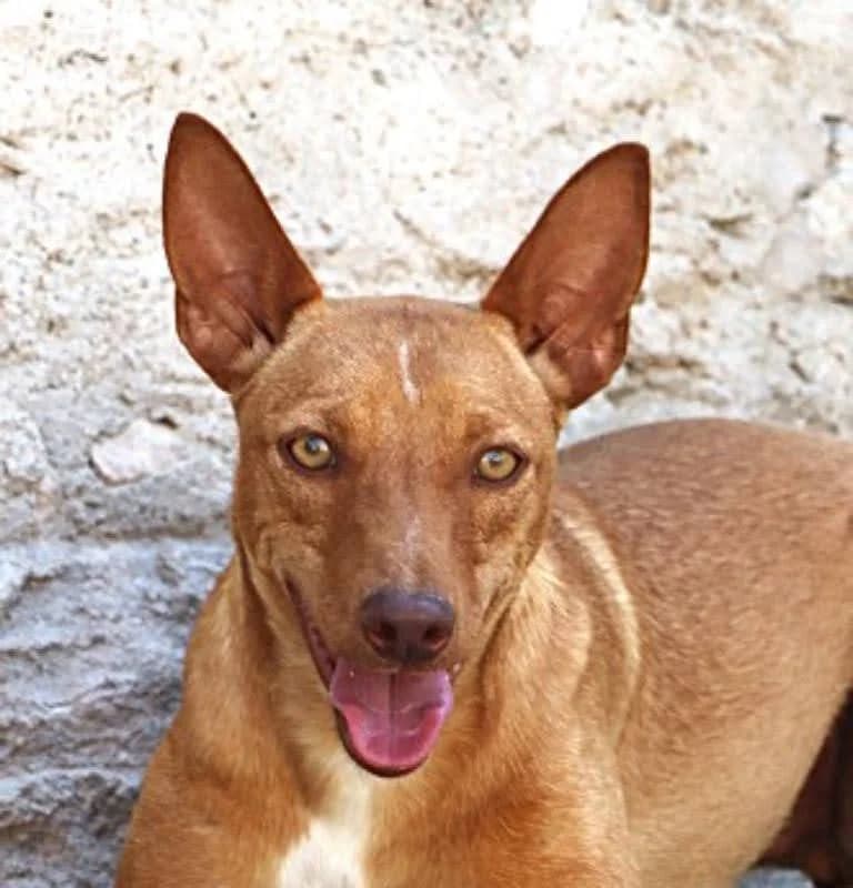Mauricio, male senior Mixed Breed for adoption at Tiere in Spanien e.V., Hamburg