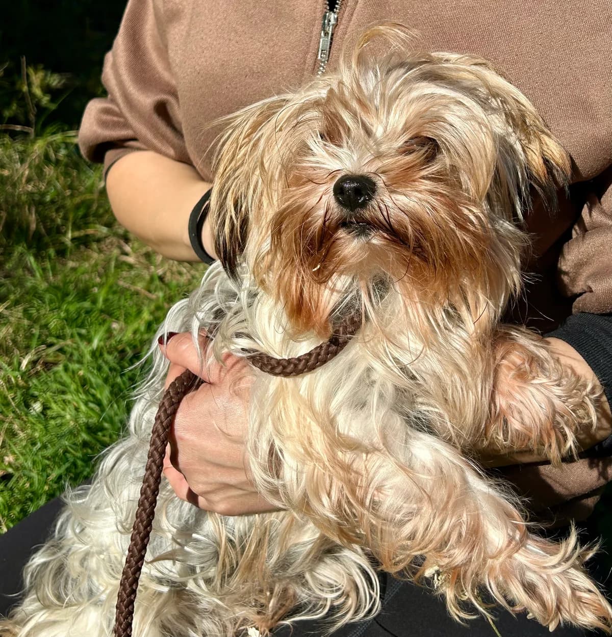 Melody, female senior Mixed Breed for adoption at Tiere in Spanien e.V., Hamburg