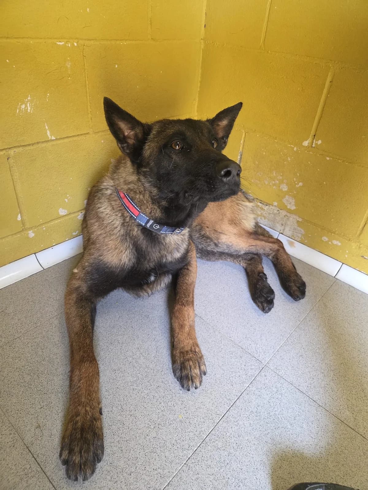 Merle, merle female senior Mixed Breed for adoption at Tiere in Spanien e.V., Hamburg