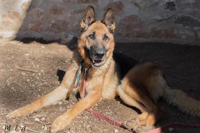 Mia, Mixed Breed (Tiere in Spanien e.V.)
