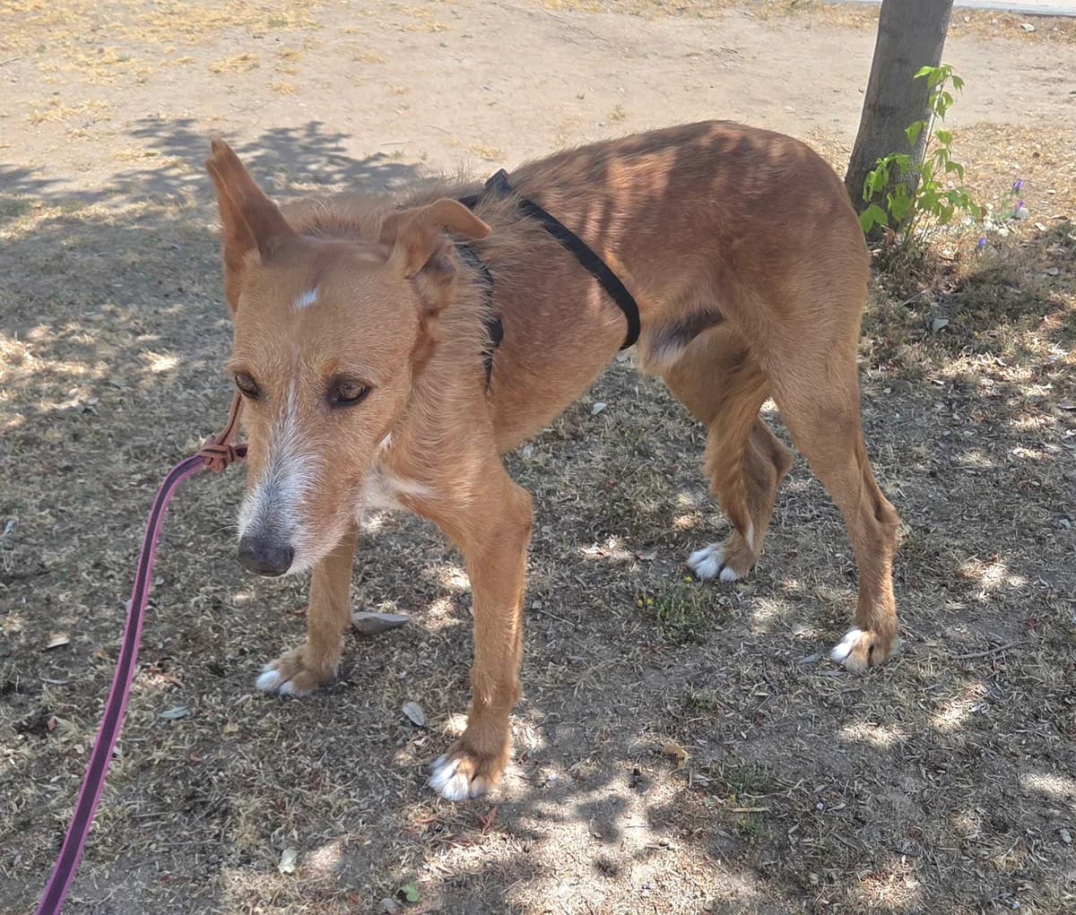 Mike, female senior Mixed Breed for adoption at Tiere in Spanien e.V., Hamburg